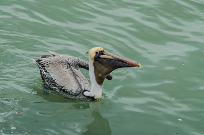 Pelican with fish - being eaten