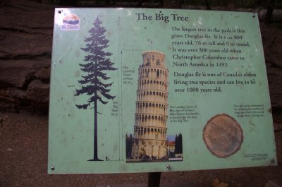 Big tree details