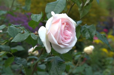 Rose, Burchart Gardens