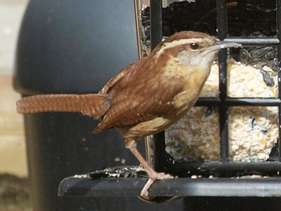 P1046116feeder.jpg