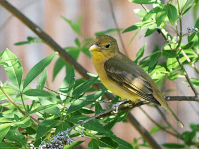 P5117274 copy.jpg