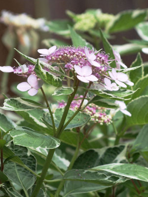 P5317468 copy.jpg