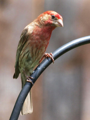 P5317467 copy.jpg