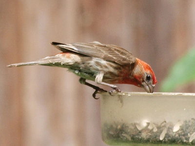 P5317459 copy.jpg