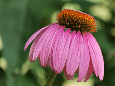P6287583 copy.jpg