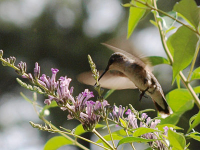 P6287586 copy.jpg