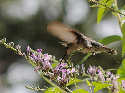 P6287587 copy.jpg