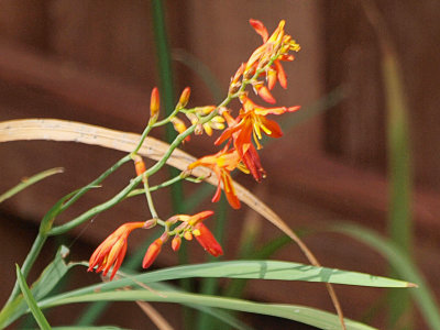 P7087617 copy.jpg