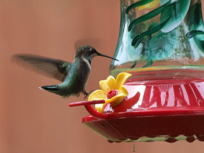 P7157659 copy.jpg