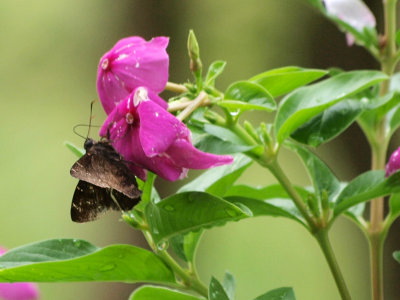 P7157639 copy.jpg