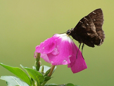 P7157641 copy.jpg