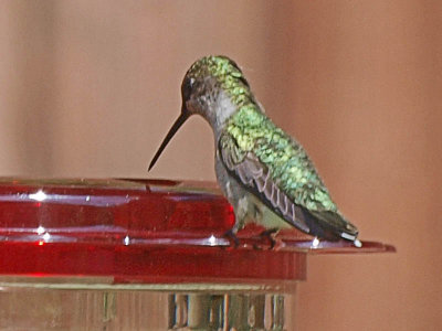 The hummers are back