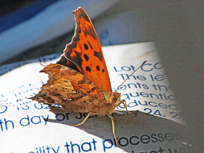 Butterfly reading - how smart is he?