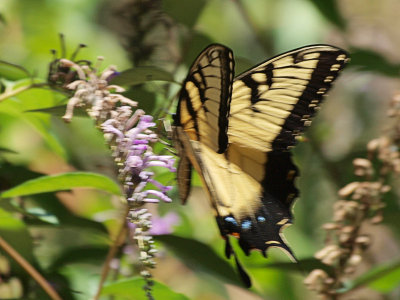 1st Swallowtail this year