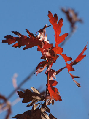 Oak leaves