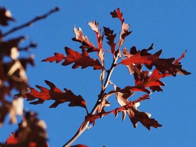 More oak leaves