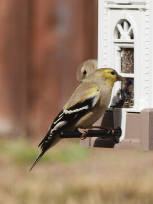 Goldfinch