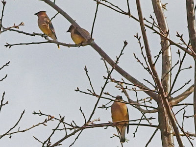 Cedar Waxwings