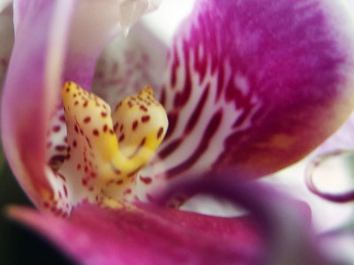 Orchid