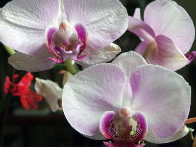 Orchid