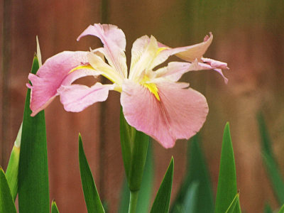 Louisiana Iris