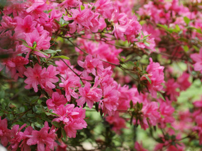 Encore Azaleas