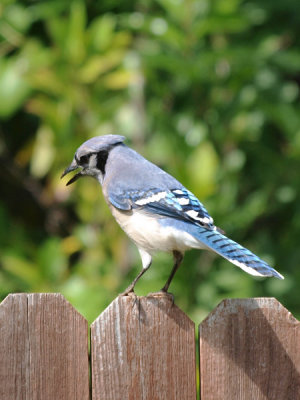 Blue Jay