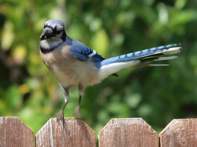 Blue Jay