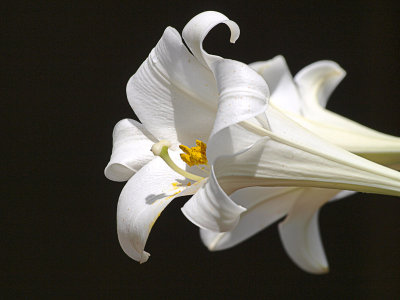 Easter Lily