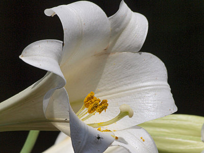 Easter Lily