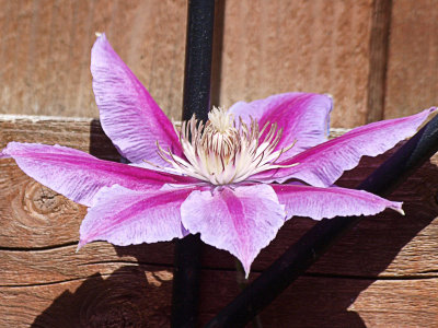 Clematis