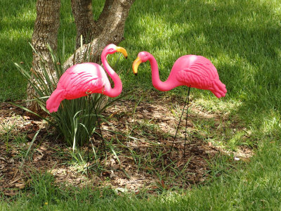 Flamingos