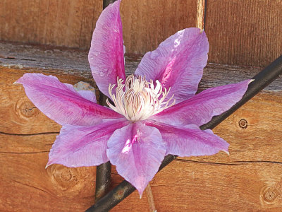 Clematis