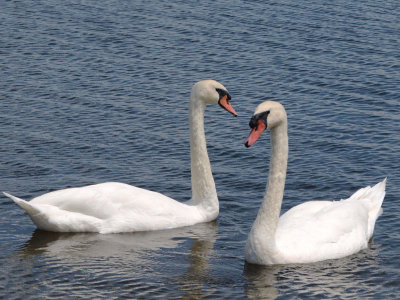 Swans