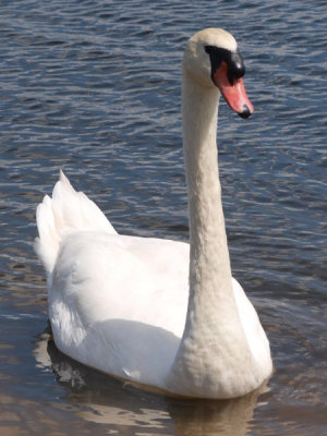 Just one swan