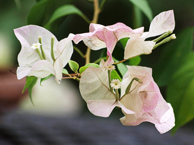 Bougainvillea