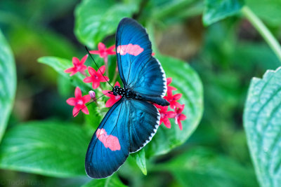 58966315butterfly0716-Edit.jpg