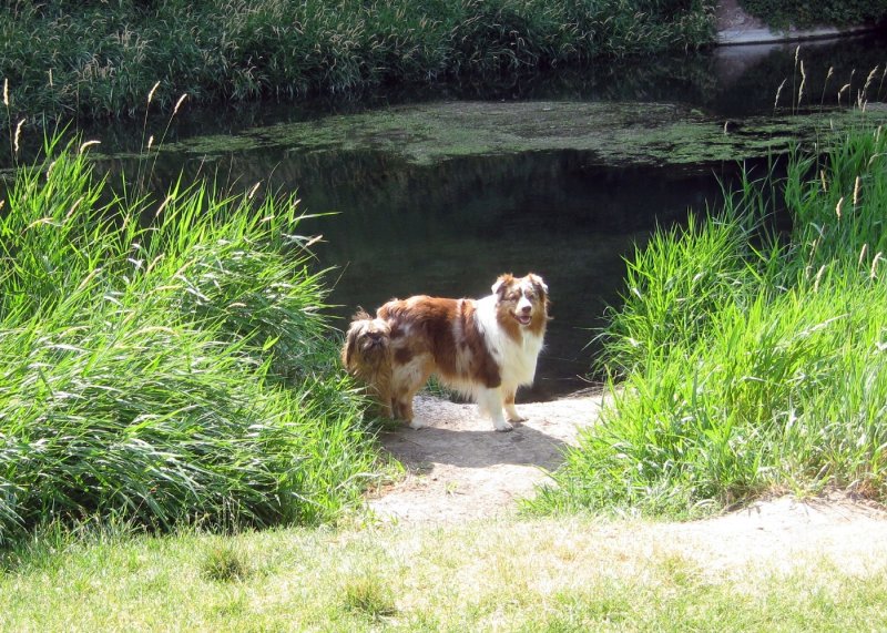Chuckie and Skye Lea Ready for Come-Along Play on Salmon Falls Creek
