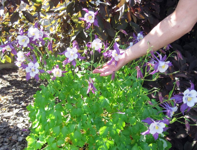 Idahos State Flower, Columbine