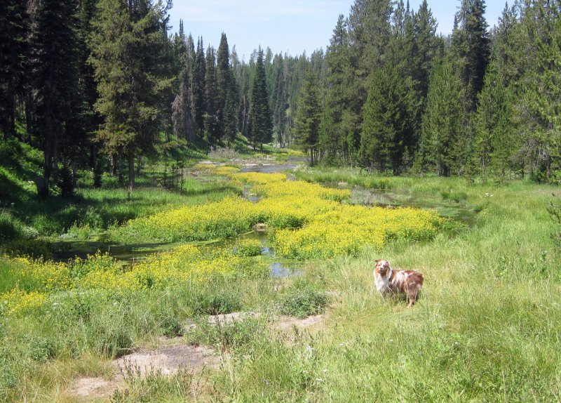 This Days Put-In: The Headwaters of the Buffalo River