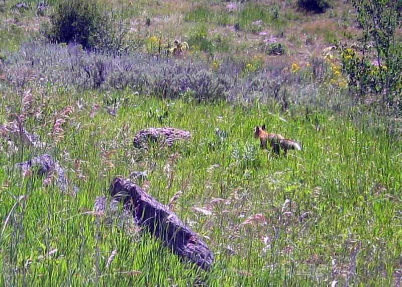 And a Red Fox