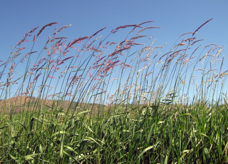 Grass Beside the Blackfoot River