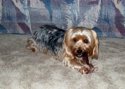 Callie Corrals the Chew Bone
