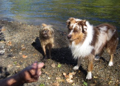 Chuckie and Skye Lea Playing with Justin