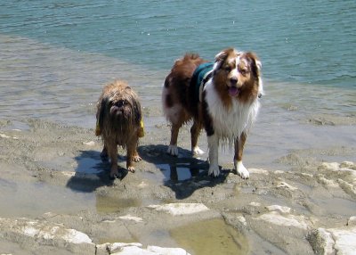 The Dogs