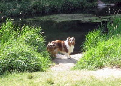 Chuckie and Skye Lea Ready for Come-Along Play on Salmon Falls Creek