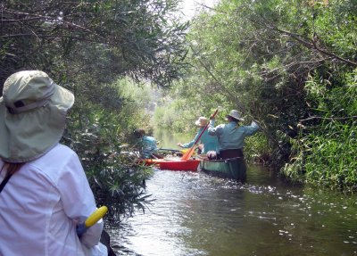 Negotiating a Beaver Dam on Salmon Falls Creek
