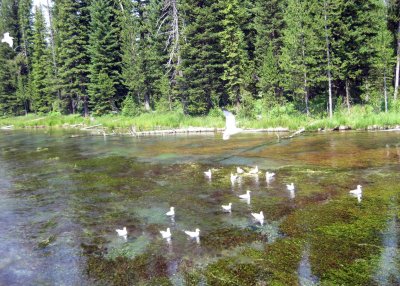 Gulls Awaiting Freebies at Big Springs, Headwaters of the Henry's Fork of the Snake
