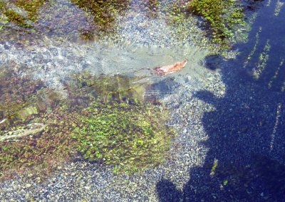 A Muskrat Gets a Share