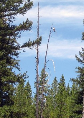  An Osprey Keeping an Eye Out